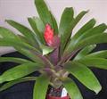 Guzmania 